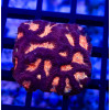 Ultra Contrast Pink Orange Eye Platygyra
