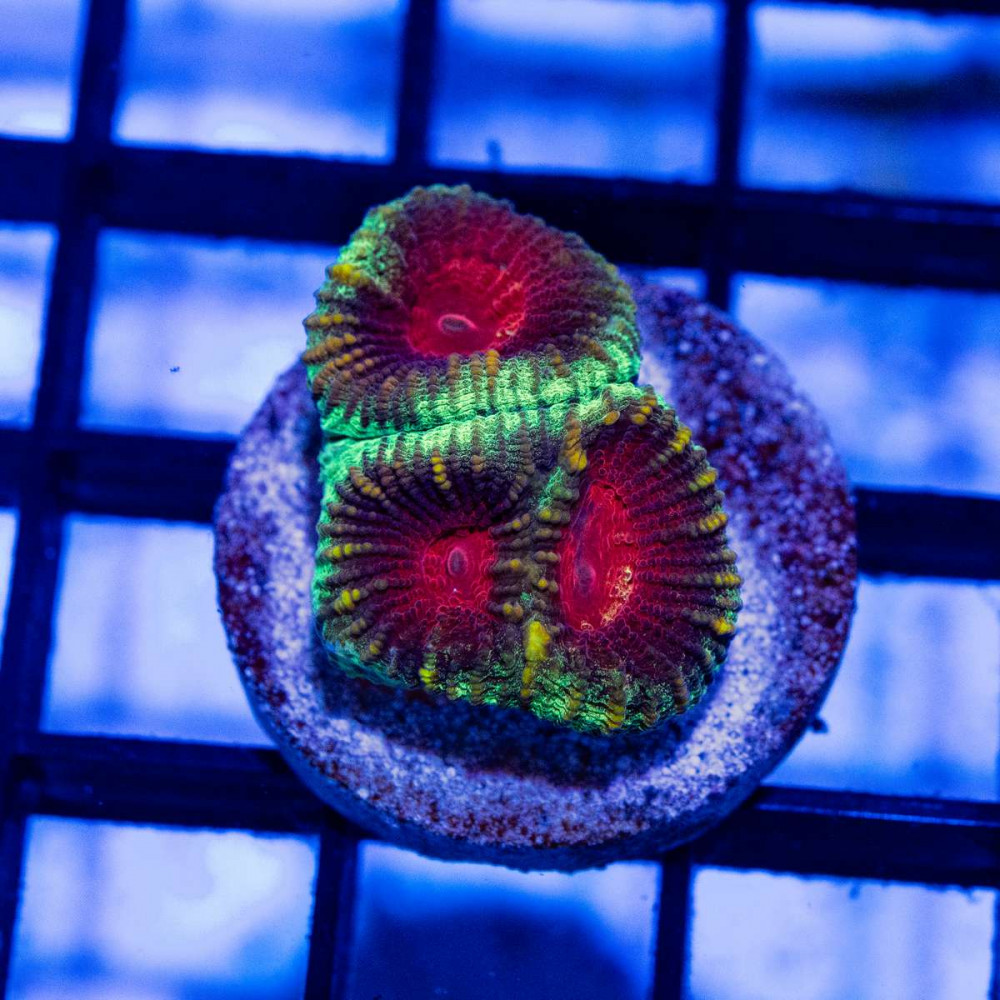  Favites Tricolor