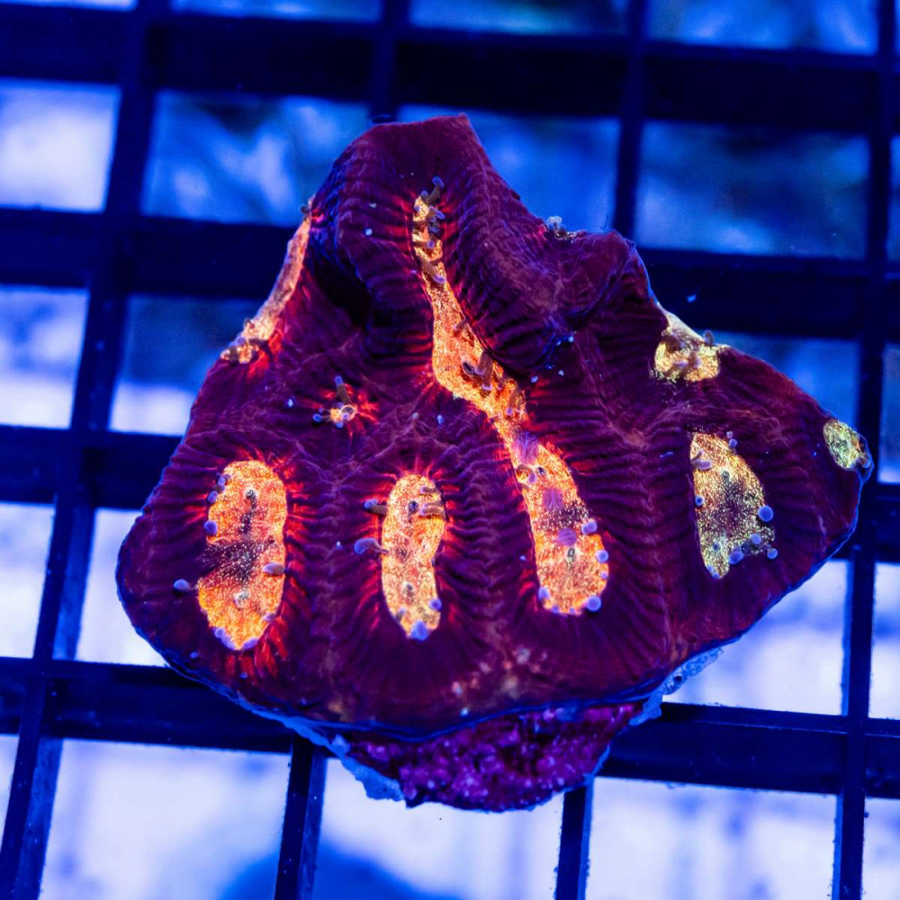  Ultra Contrast Pink Yellow Eye Platygyra