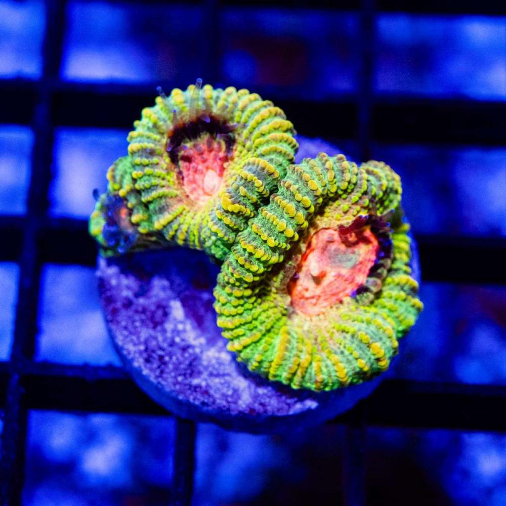  Ultra Color Favia