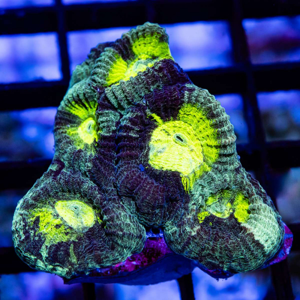  Favia Tricolor