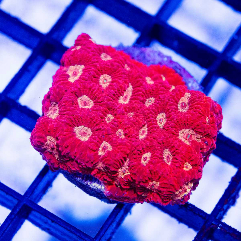  PINK SILVER FAVITES FRAG
