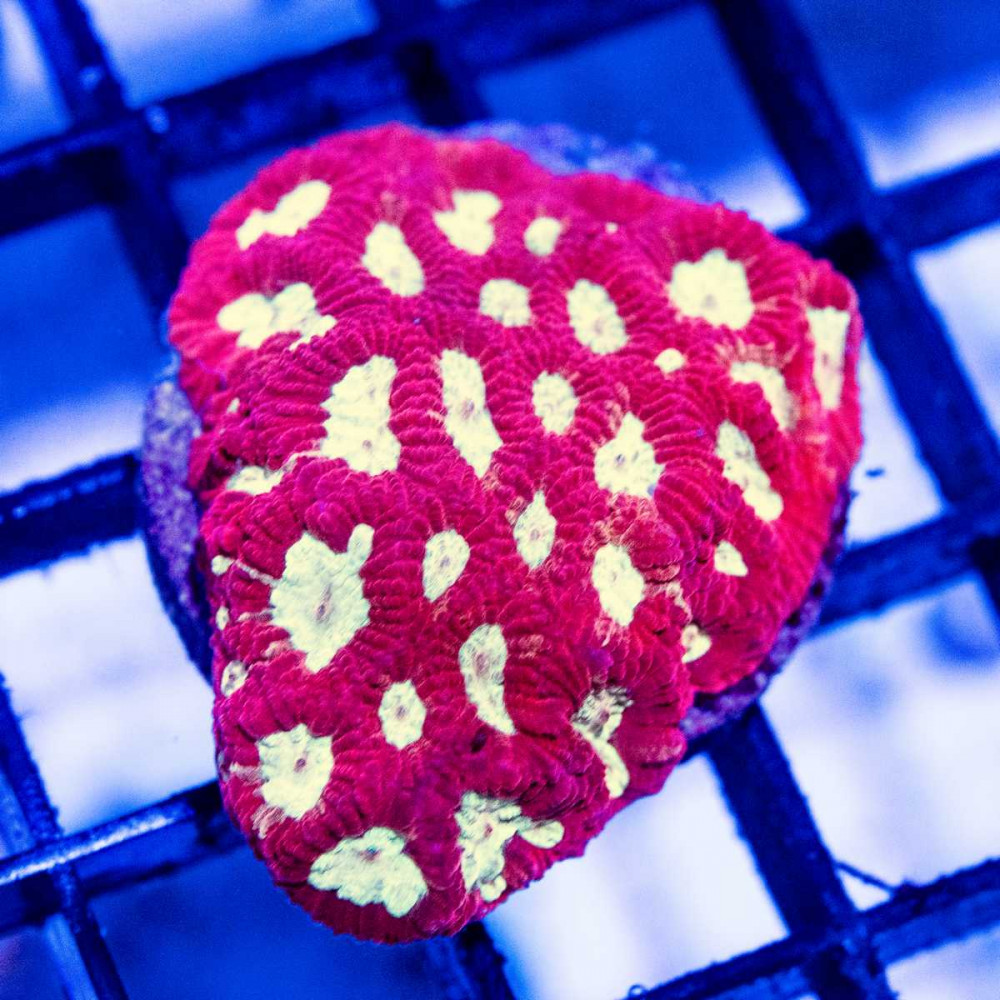  Pink Silver Middle Favites Frag