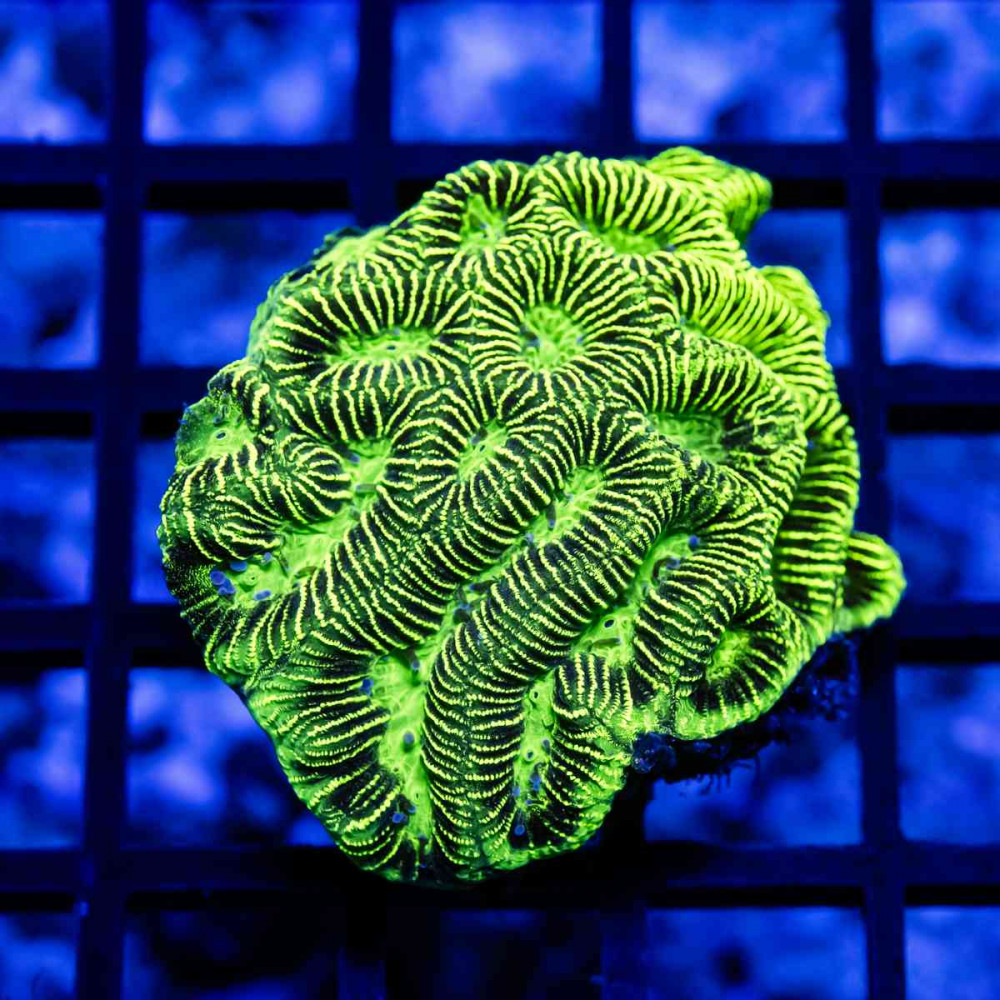 Neon Gold Green Ausse Favites