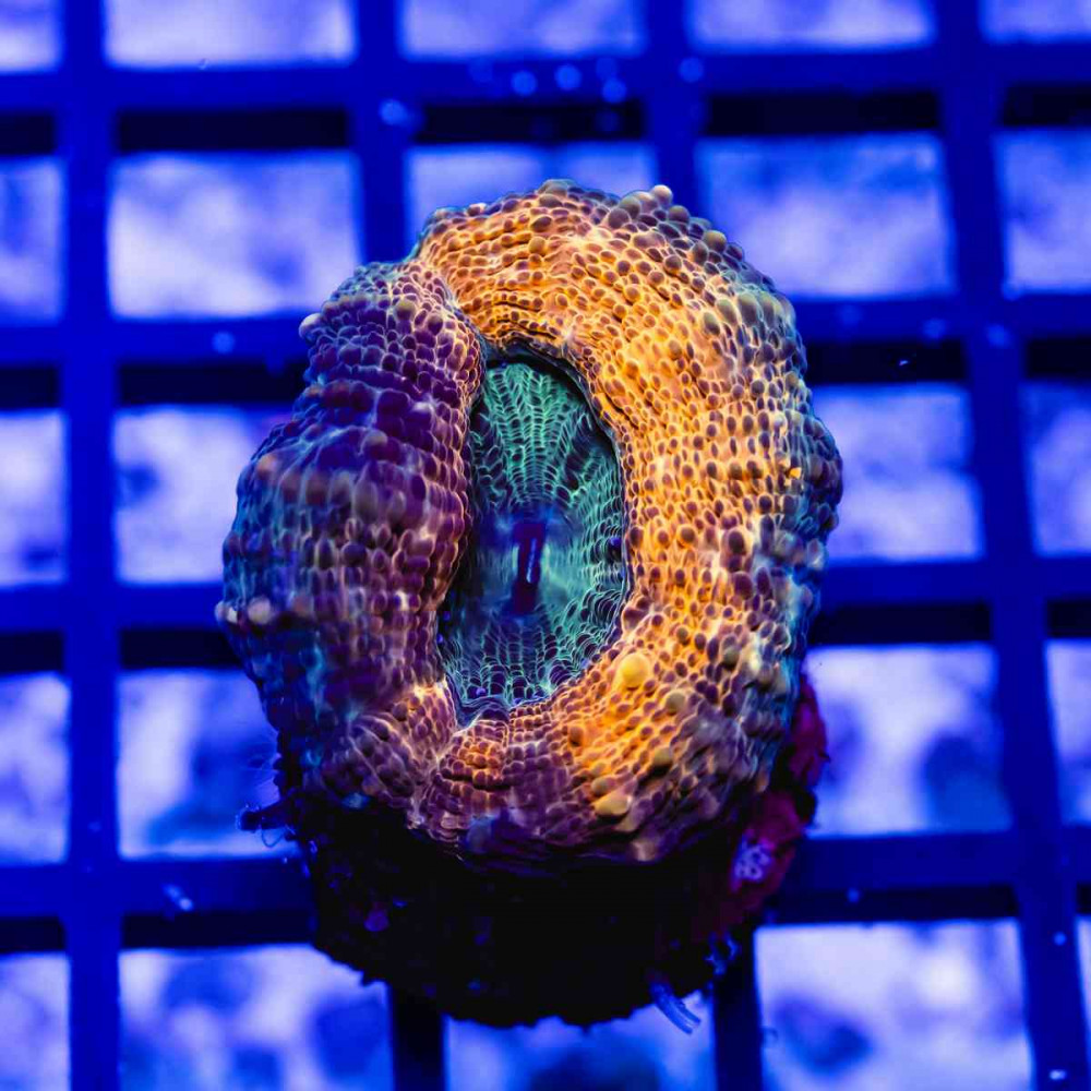 1х1 Red Yellow Green Lobophyllia