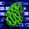 Bright Green Contrast Platygyra