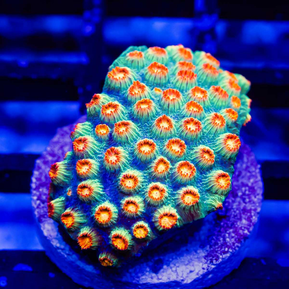 Cyphastrea