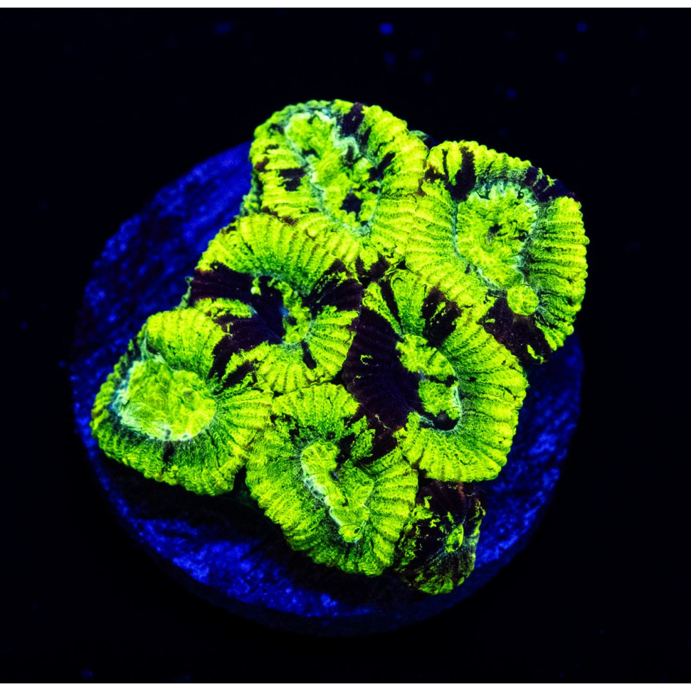 Neon Green Dark Favia Frag