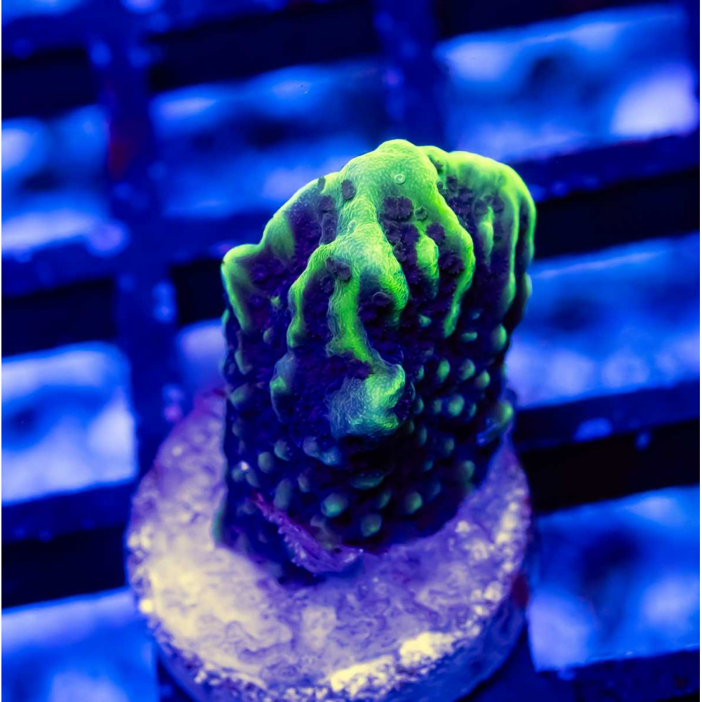 2 Montipora
