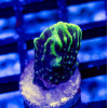 2 Montipora