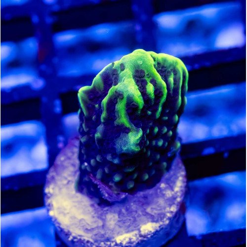 2 Montipora