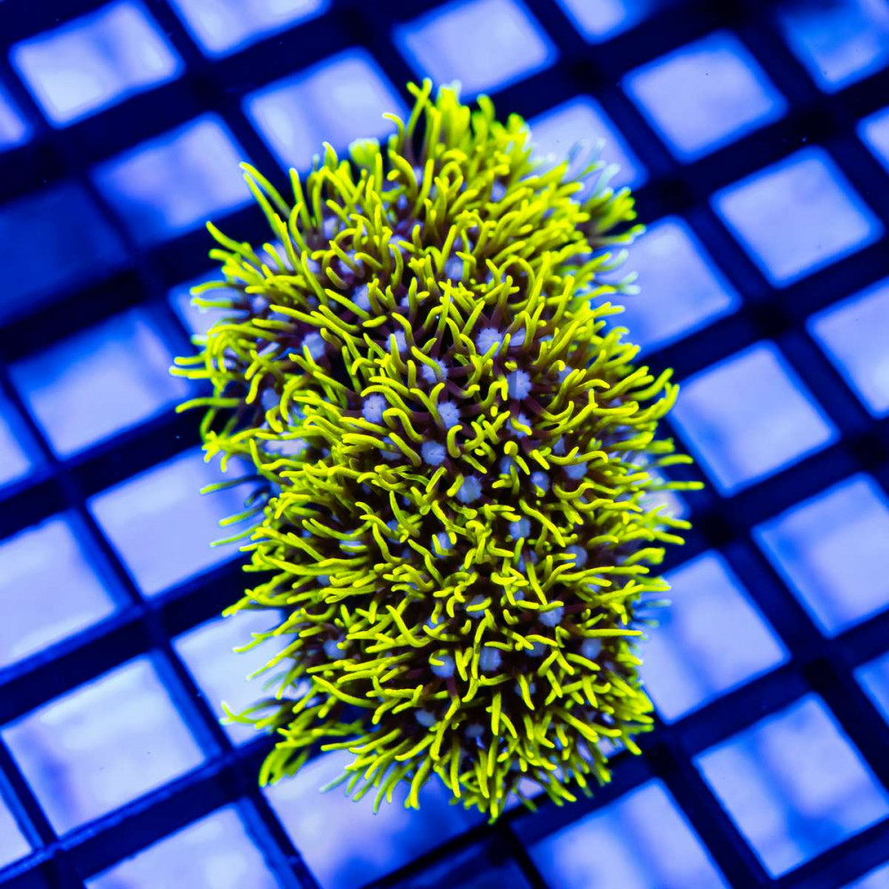  Neon Green Star Polyp Coral