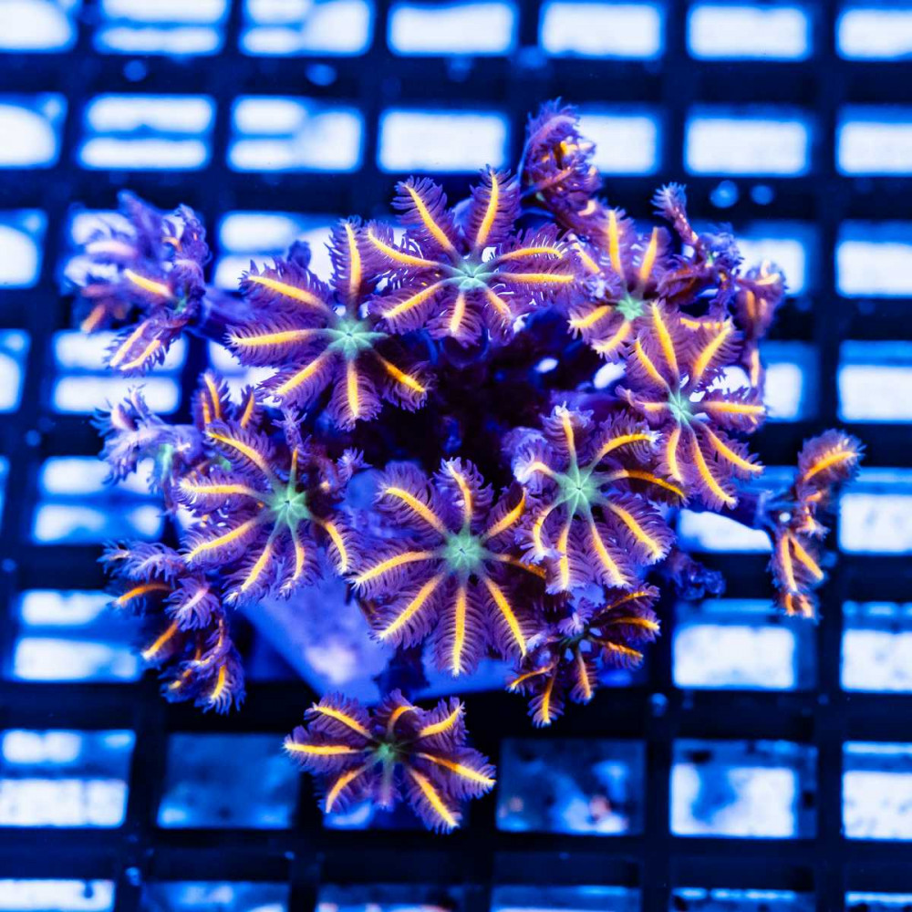  ULTRA ORANGE CLOVE POLYPS