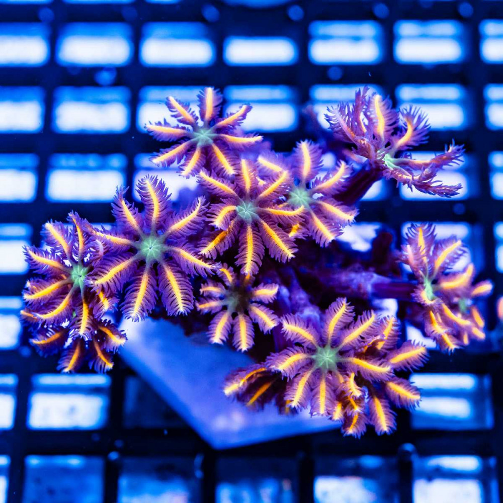  ULTRA PINK CLOVE POLYPS