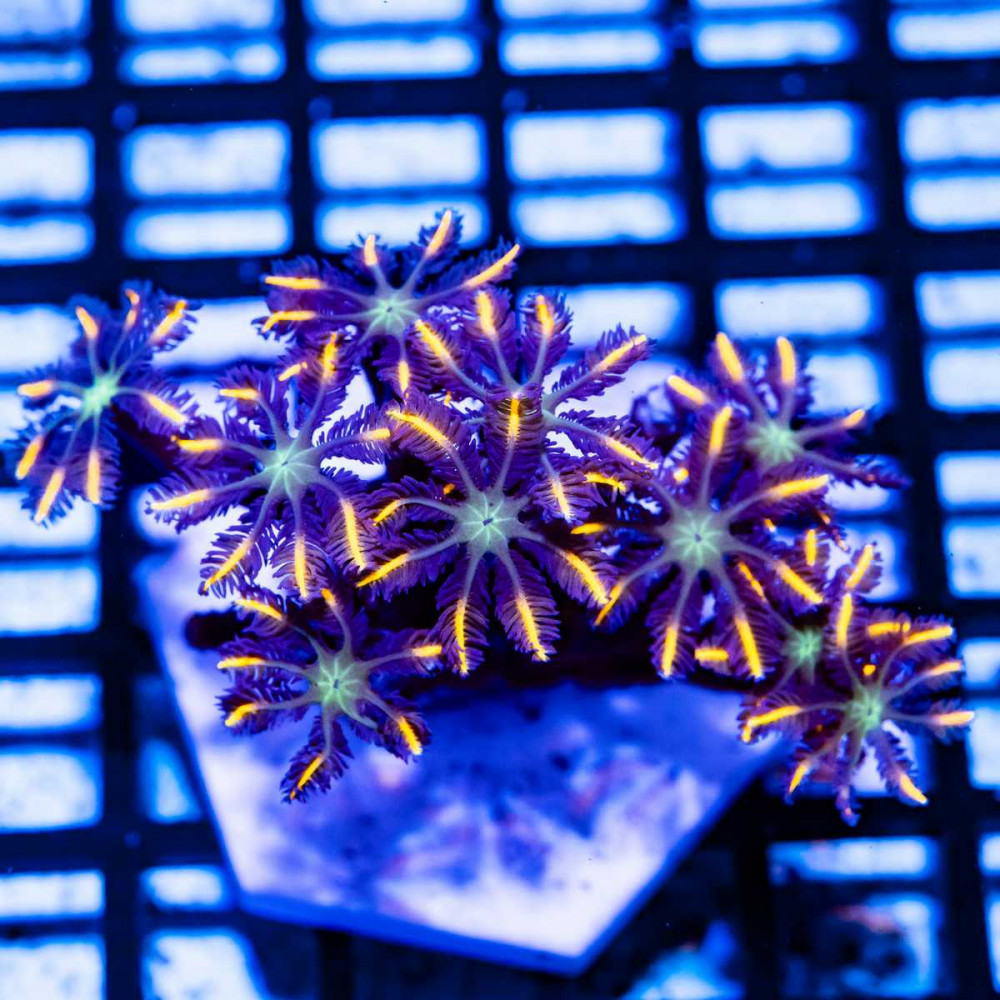  PINK CLOVE POLYPS