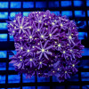 Knopia (Jasmine Polyps) Colony