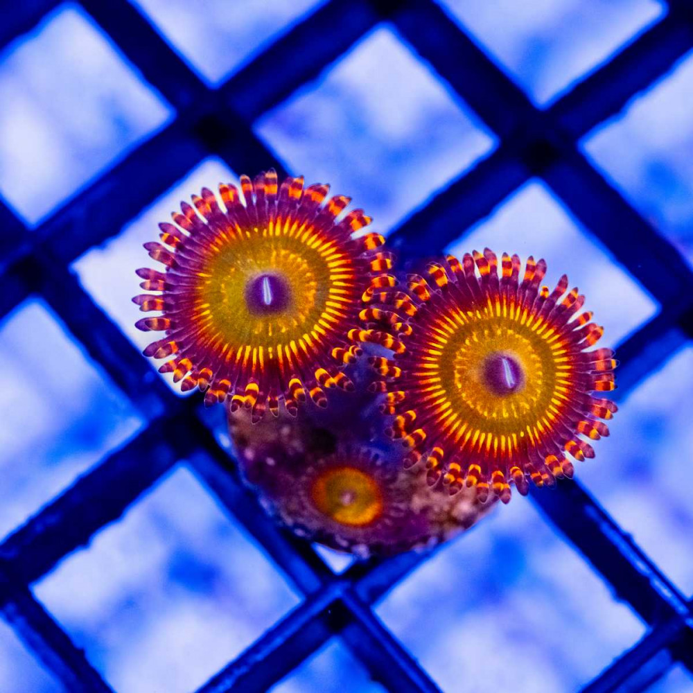  Ultra Red Orange Zoas Frag