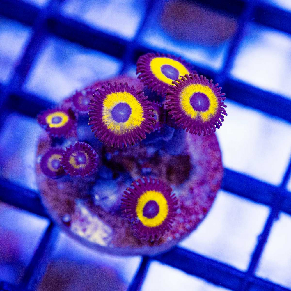  Ultra Zoas