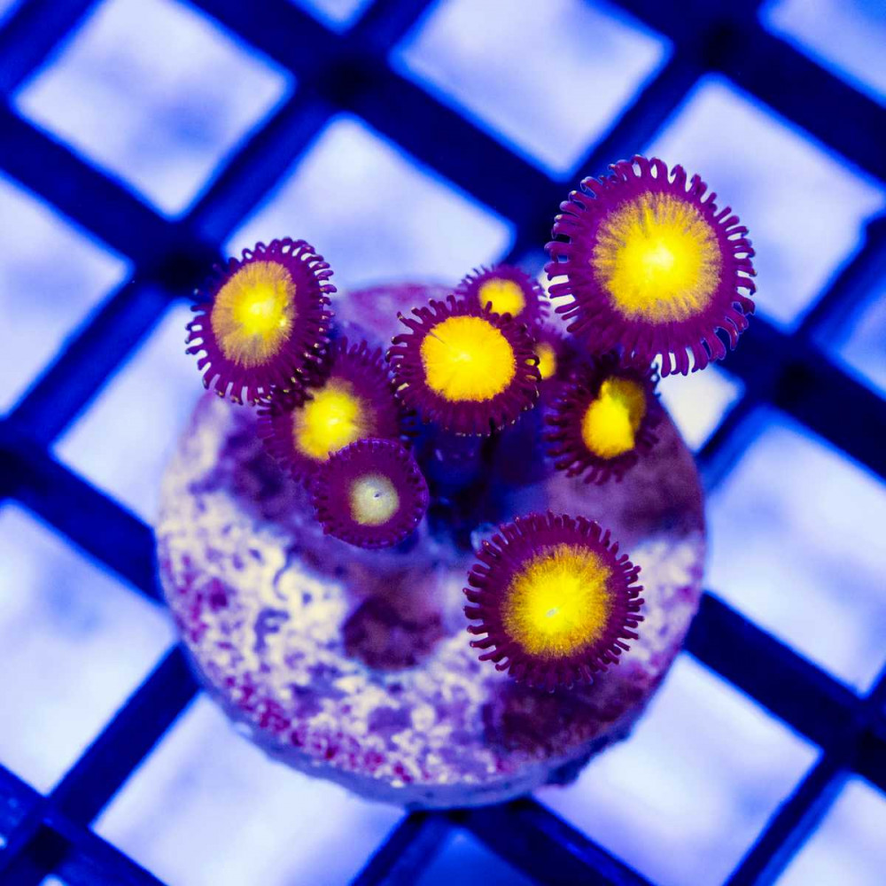  Ultra Zoas