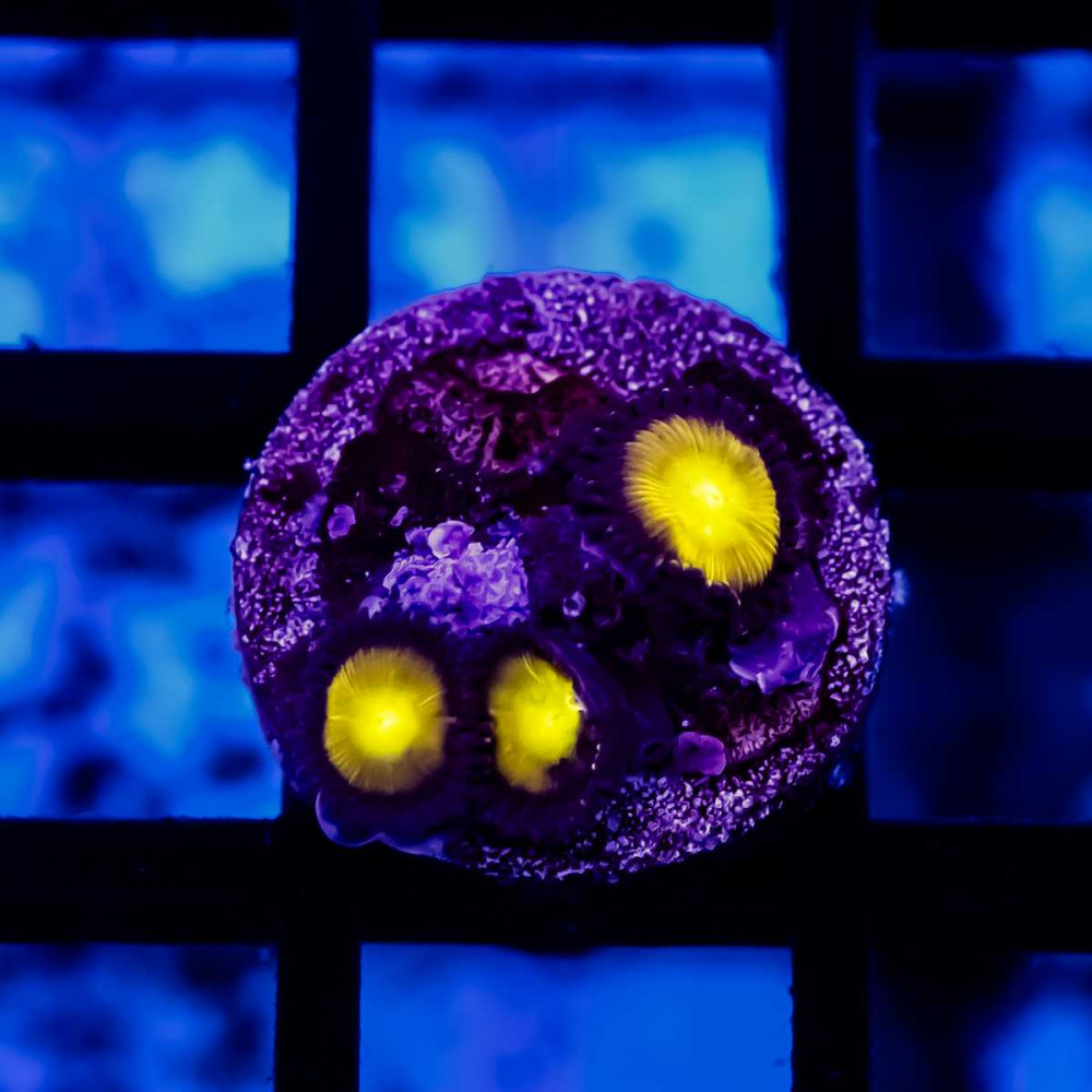  Ultra Zoas Frag