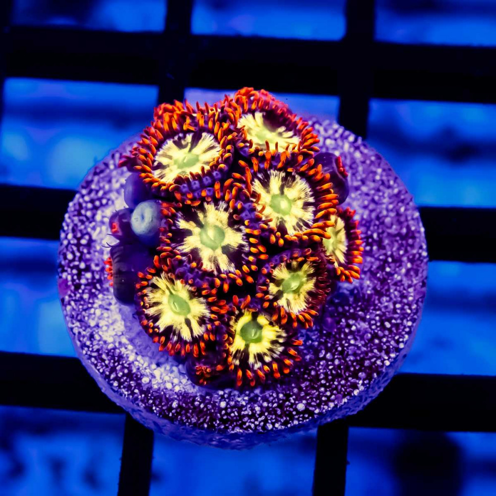 Ultra Bright  Zoas