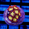 Ultra Bright  Zoas