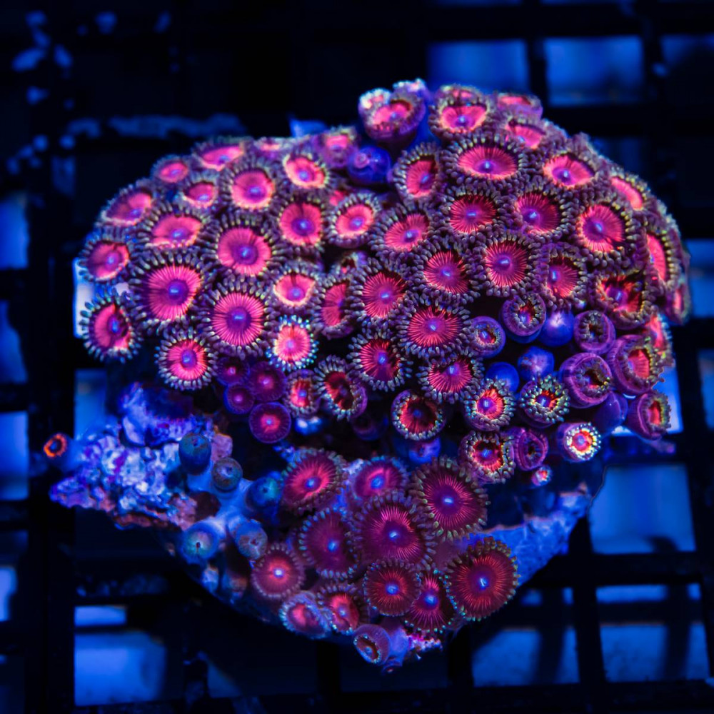 Bright Zoas Colony