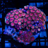 Bright Zoas Colony