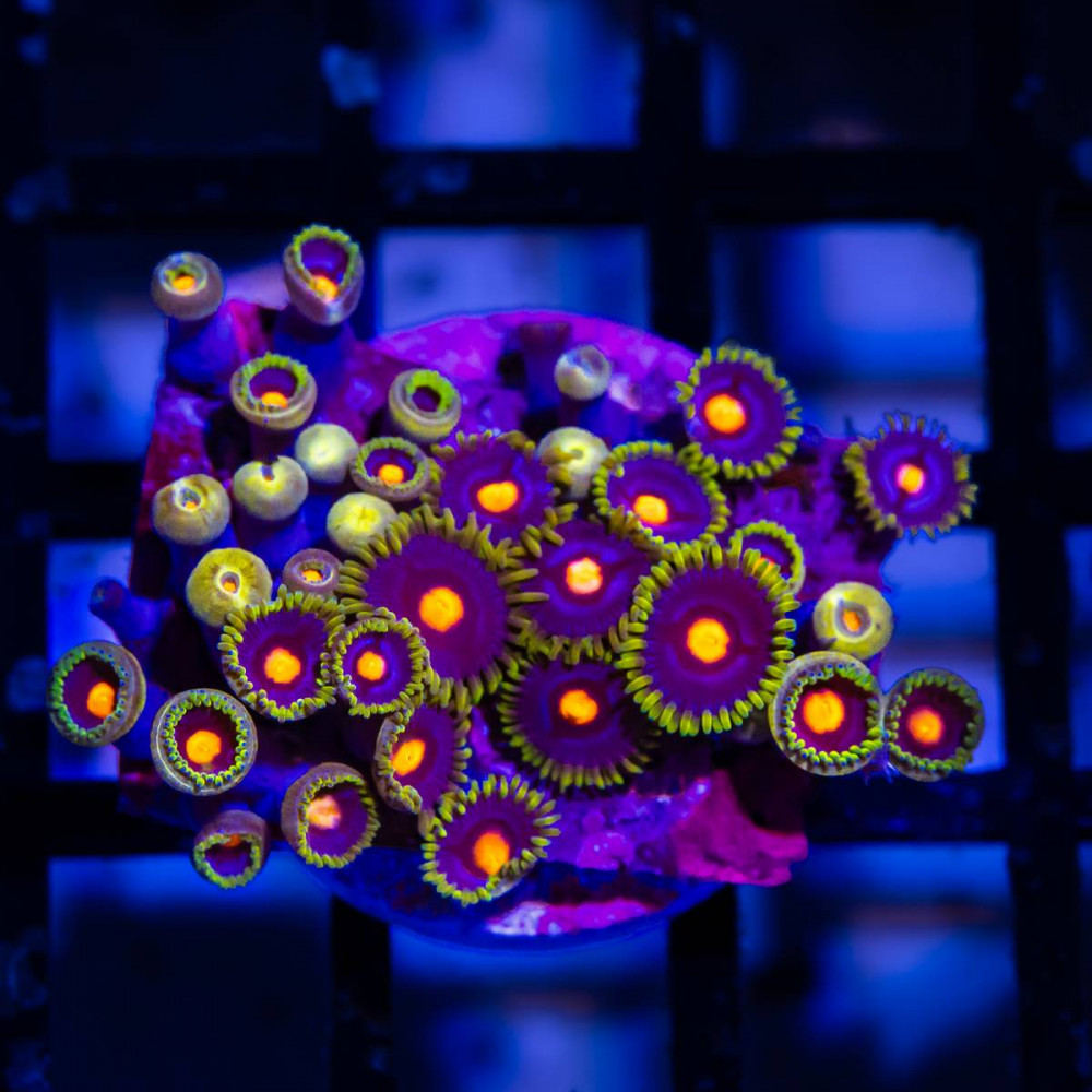 Bright Zoas
