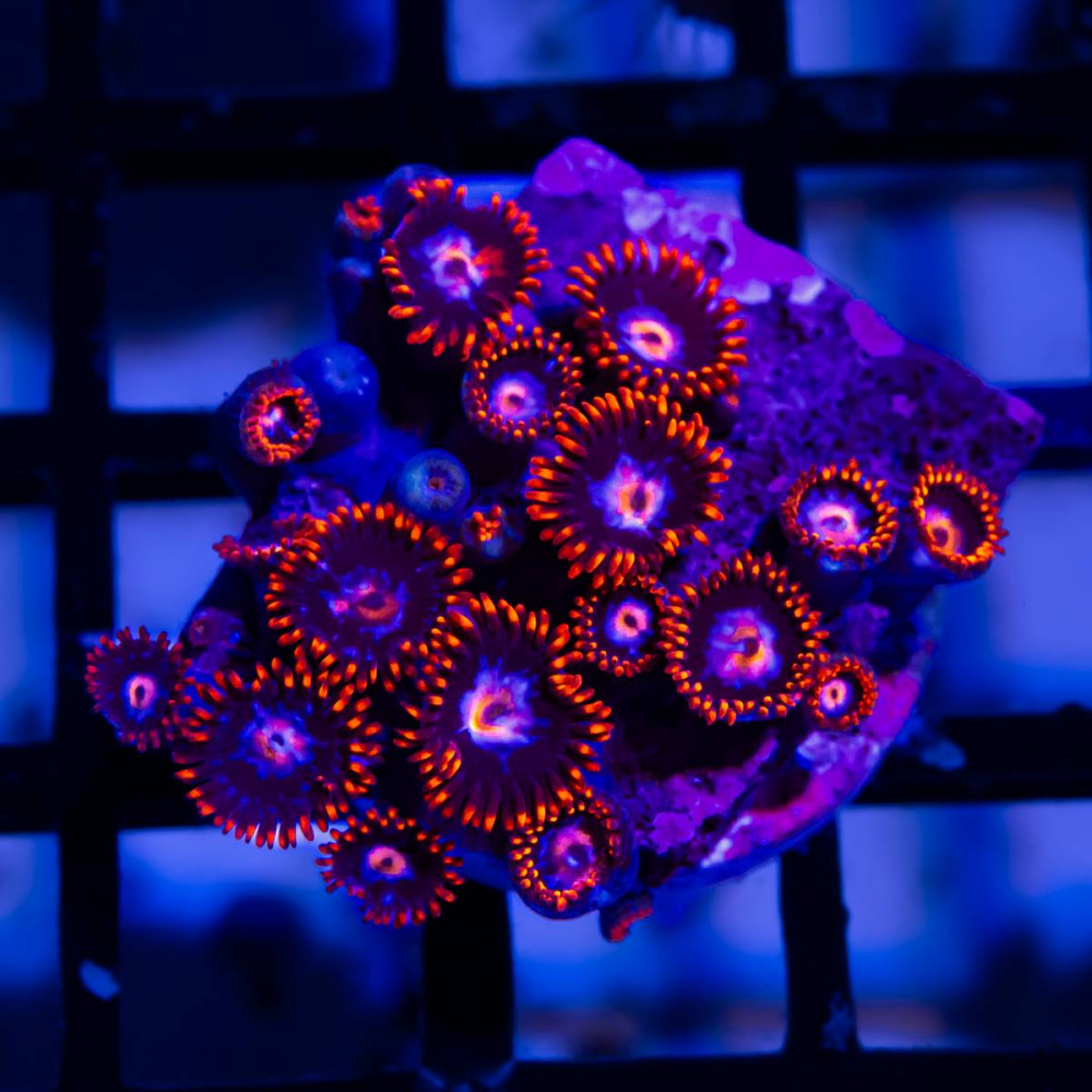  Bright Zoas