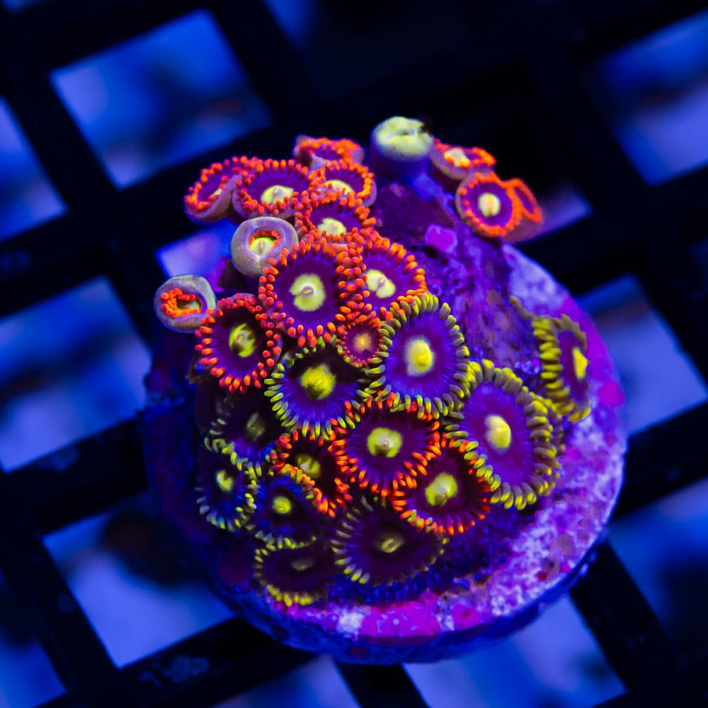  Ultra Bright Zoas