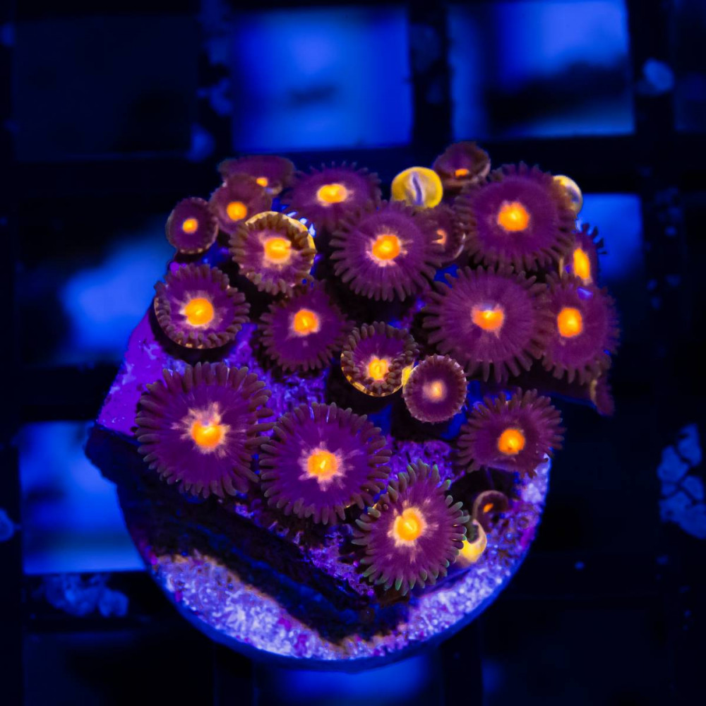  Ultra Bright Zoas