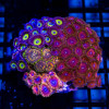 Ultra Bright Zoas