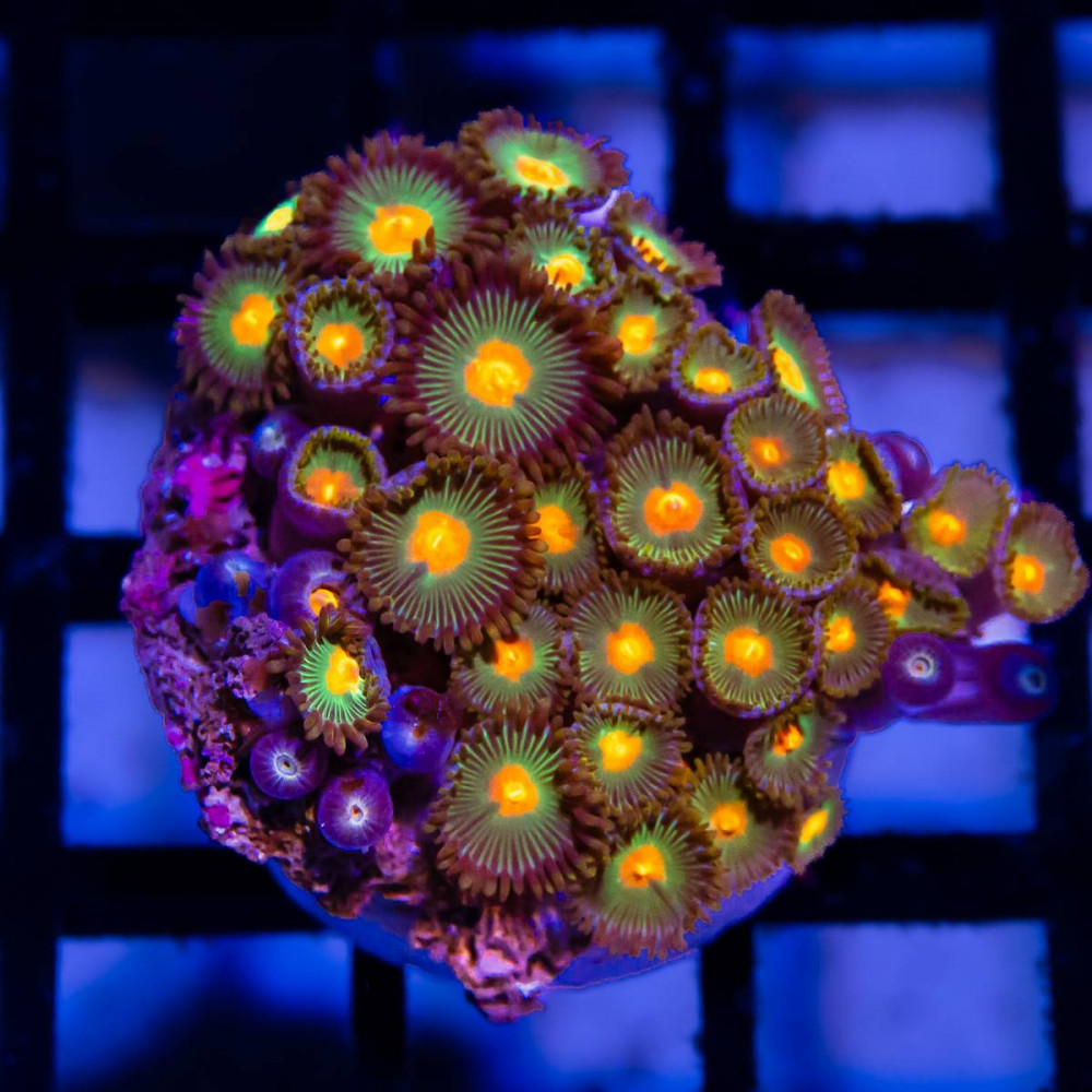  Ultra Bright Zoas 