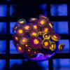 Ultra Red Blue Zoas