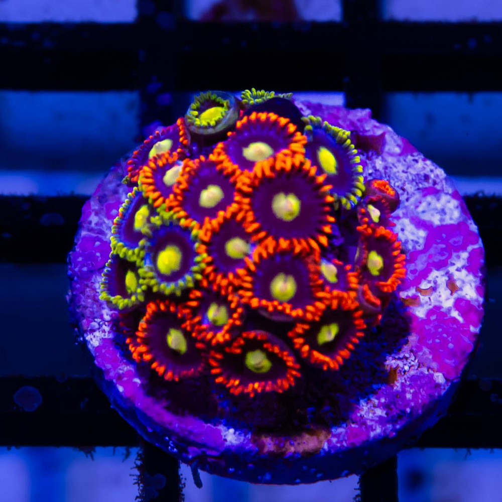  Ultra Mix Zoas