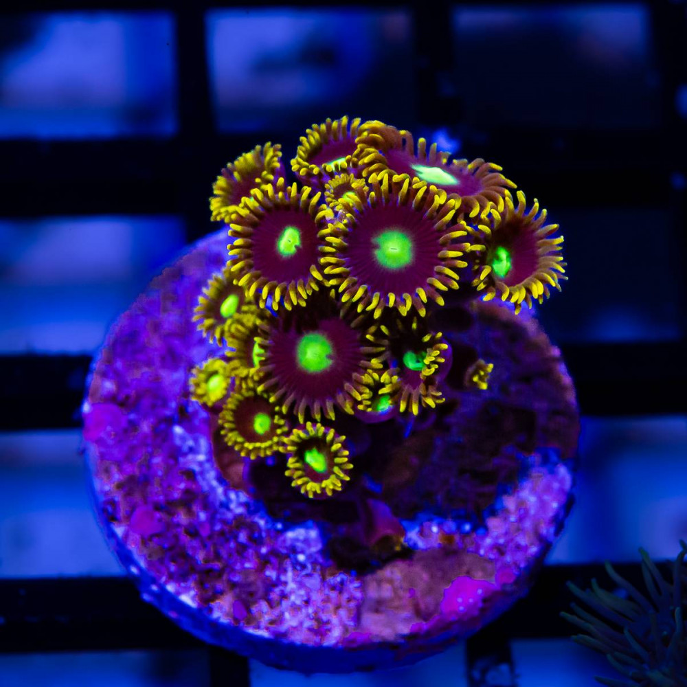  Ultra Zoas