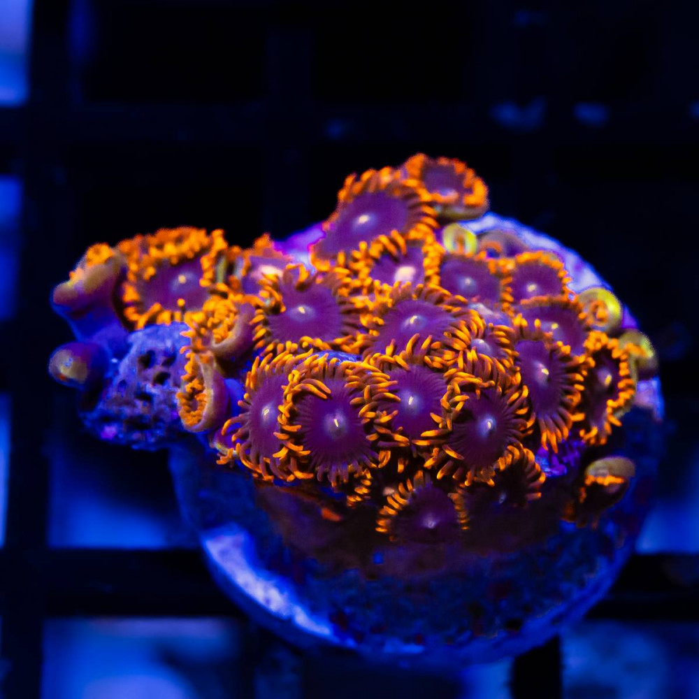  Ultra Zoas Frag