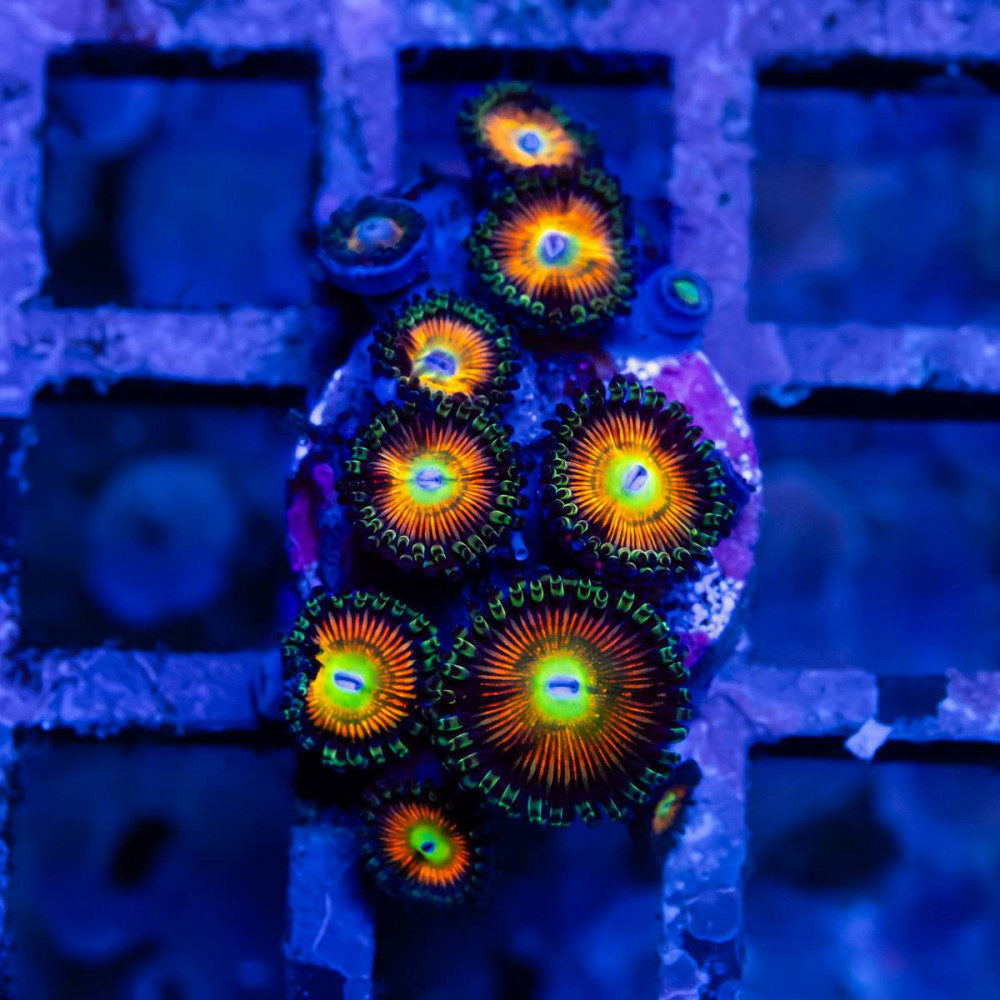  Ultra Bright Zoas