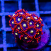 Bright Zoas