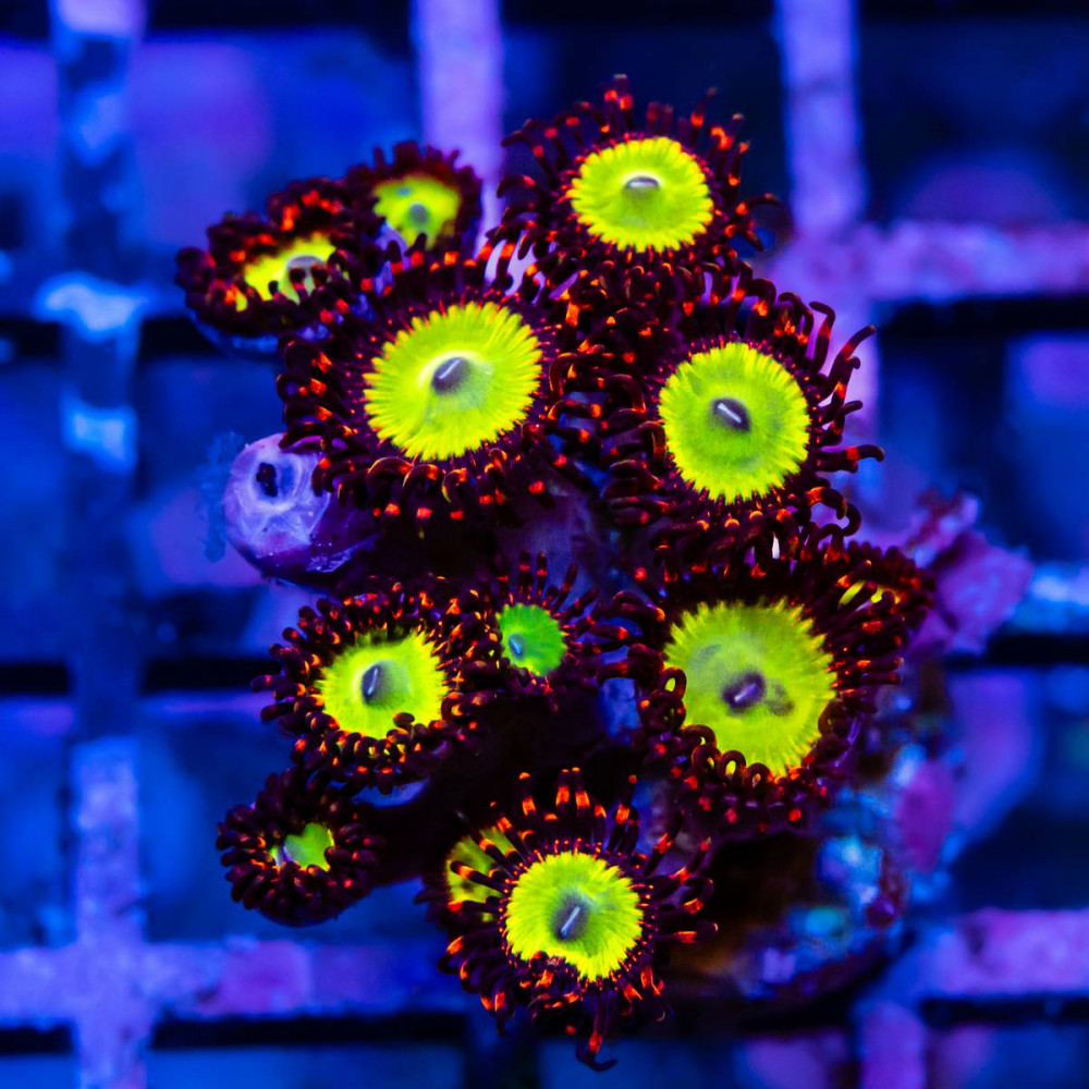  Ultra Red Orange Zoas Frag