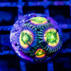 Bright Zoas