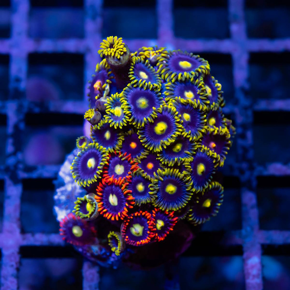 Ultra Mix Bright Zoas