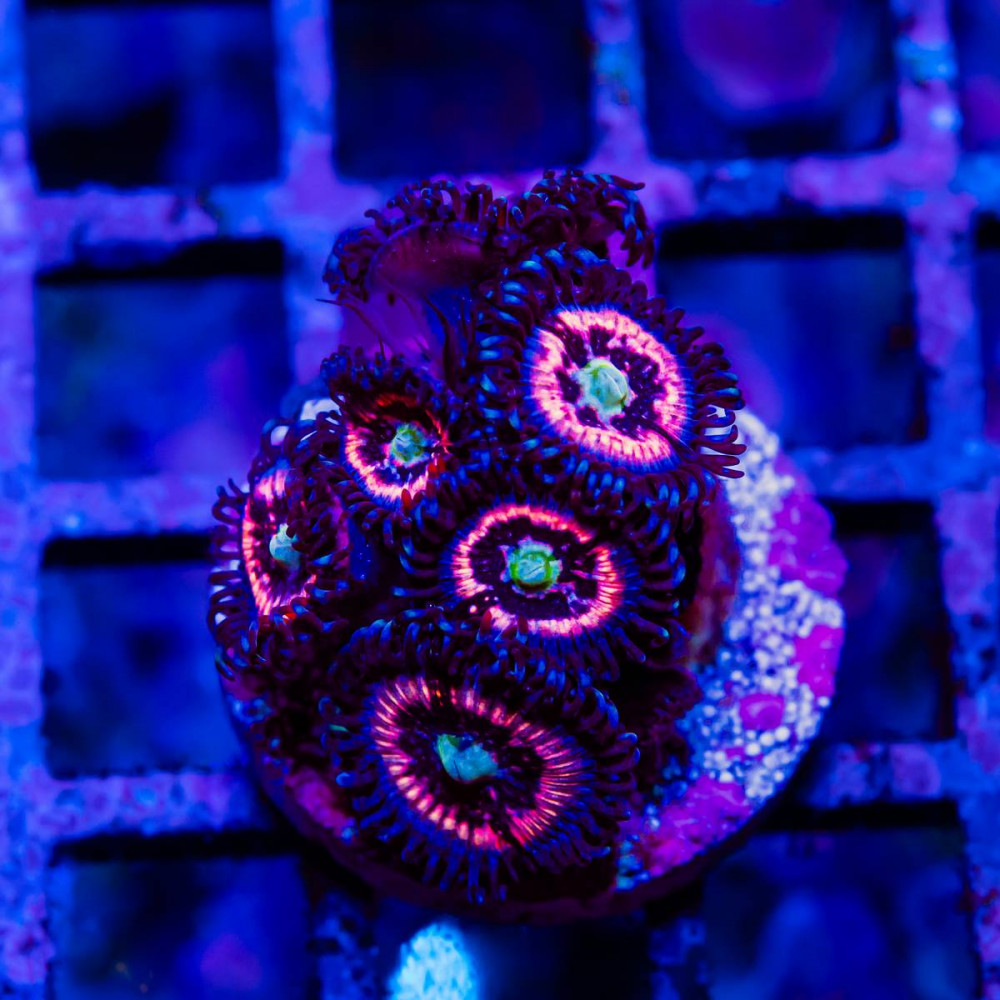 Super Ultra Bright Zoas