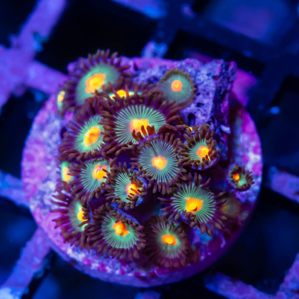 Bright Zoas