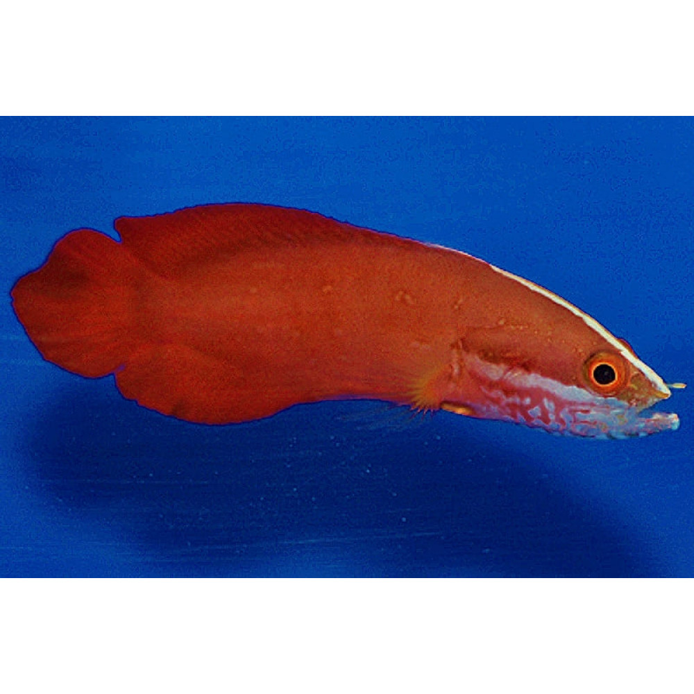 Soapfish (Suttonia Suttoni) 