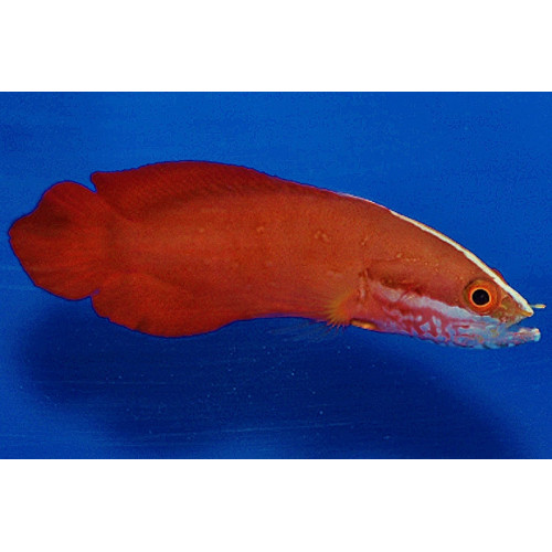 Soapfish (Suttonia Suttoni)