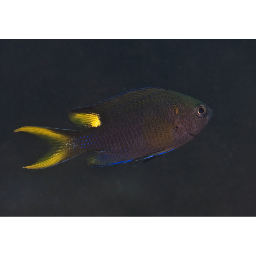 Lyretail Damsel (Neopomacentrus Azysron)