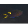 Lyretail Damsel (Neopomacentrus Azysron)