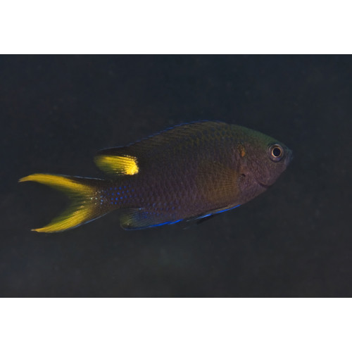 Lyretail Damsel (Neopomacentrus Azysron)